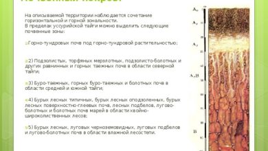 Photo of Общая характеристика и профессиональная деятельность