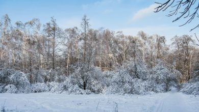 Photo of Тишина зимнего леса: начало приключения